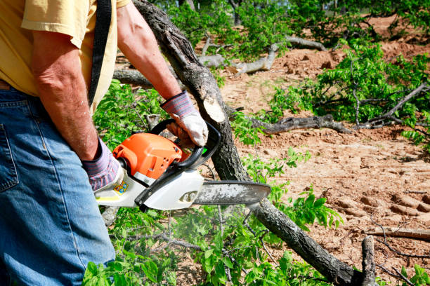 Spring Valley Village, TX Tree Removal Company